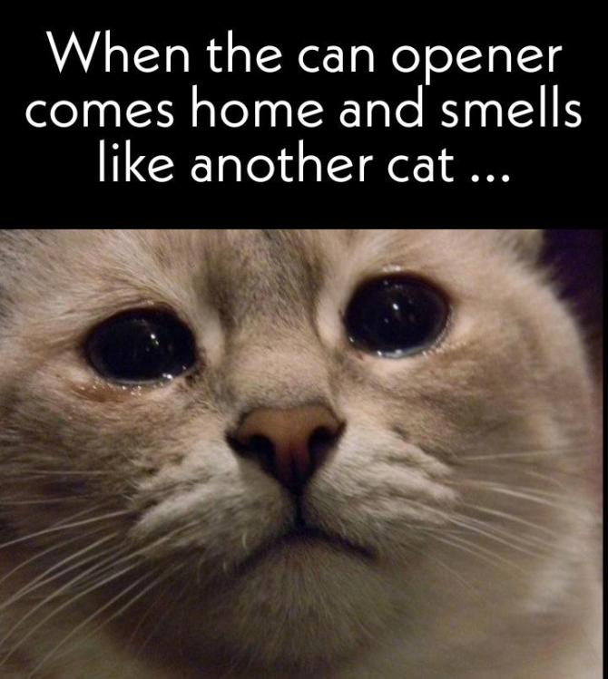 Cat Memes